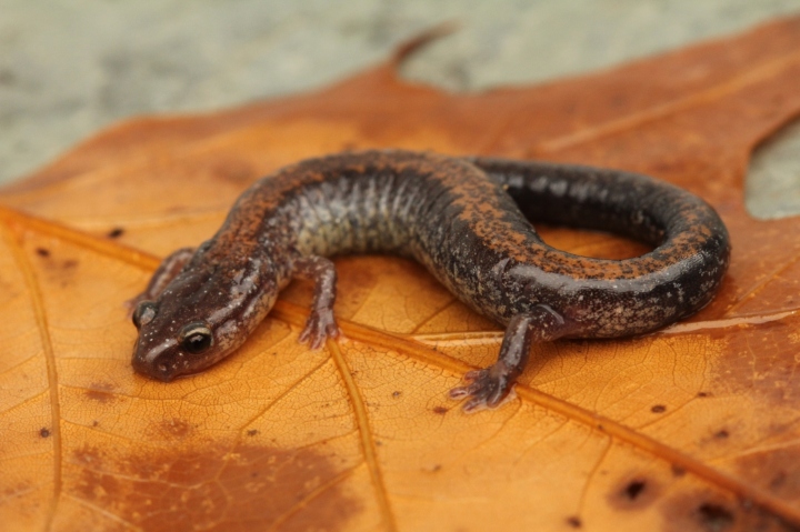 Redback Salamander